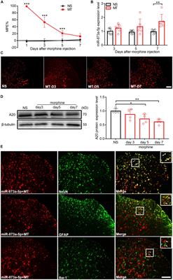 miR-873a-5p Targets A20 to Facilitate Morphine Tolerance in Mice